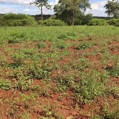 Cleared plot at Muthatari with homes along the tree line